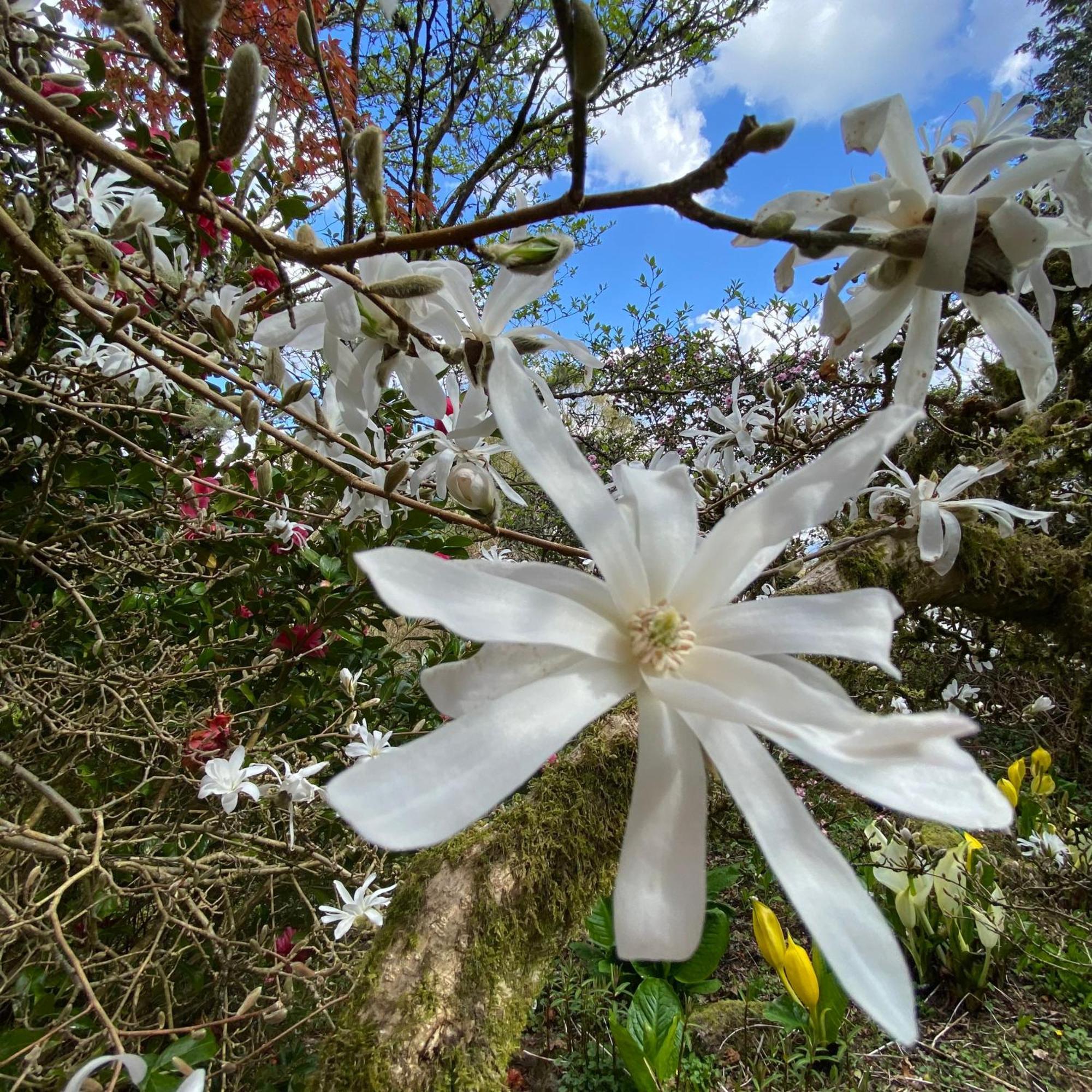 Ard Daraich Garden Ardgour